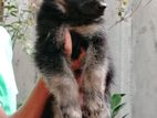 Lion Shepherd Puppies
