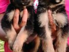 Lion Shepherd Puppies