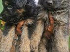 Lion Shepherd Puppies