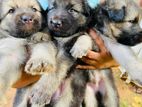 Lion Shepherd Puppies