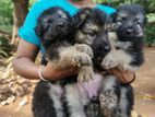 Lion Shepherd Puppies