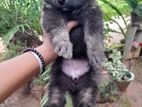 Lion Shepherd Puppies