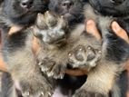 Lion Shepherd Puppies