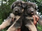 Lion Shepherd Puppies