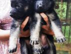 Lion Shepherd Puppies