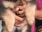 lion Shepherd puppies