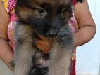 Lion Shepherd Puppies