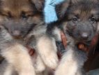 Lion Shepherd Puppies
