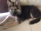 lion Shepherd puppies