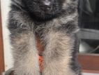 Lion shepherd puppies