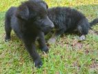 Lion Shepherd Puppies