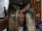 Lion Shepherd Puppies