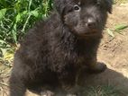 Lion Shepherd Puppies