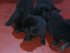 Lion Shepherd Puppies
