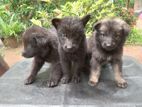 Lion shepherd puppies