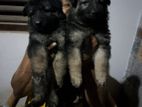 Lion Shepherd Puppies