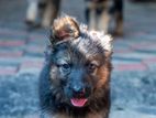 Lion Shepherd Puppies