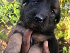 Lion Shepherd Puppies