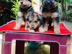 Lion Shepherd Puppies