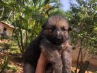 Lion Shepherd Puppies