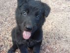 Lion Shepherd Puppies