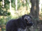 Lion Shepherd Puppies