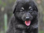 Lion Shepherd Puppies