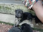 Lion Shepherd Puppies