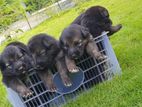 Lion Shepherd Puppies