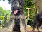 Lion Shepherd Puppies