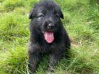 Lion Shepherd Puppies