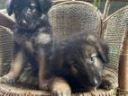 Lion Shepherd Puppies