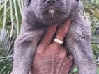 Lion Shepherd Puppies