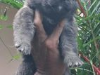Lion Shepherd Puppies