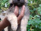 Lion Shepherd Puppies