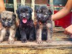 Lion Shepherd Puppies
