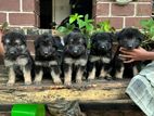 Lion Shepherd Puppies