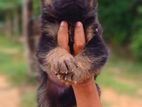 Lion Shepherd Puppies