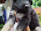 Lion Shepherd Puppies
