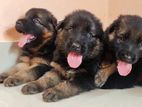 Lion Shepherd Puppies