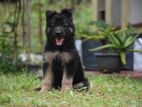 Lion Shepherd Puppies