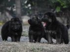 Lion Shepherd Puppies