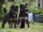 Lion Shepherd Puppies