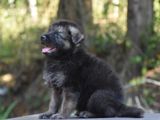Lion Shepherd Puppies