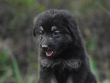 Lion Shepherd Puppies