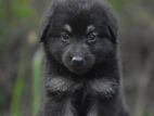 Lion Shepherd Puppies