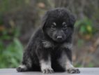 Lion Shepherd Puppies