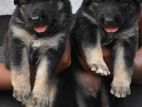 Lion Shepherd Puppies