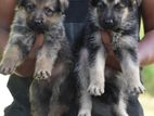 Lion shepherd puppies