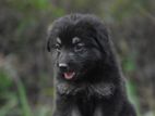 lion Shepherd puppies